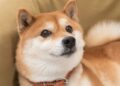 Why Is Dogecoin Down? | The Motley Fool