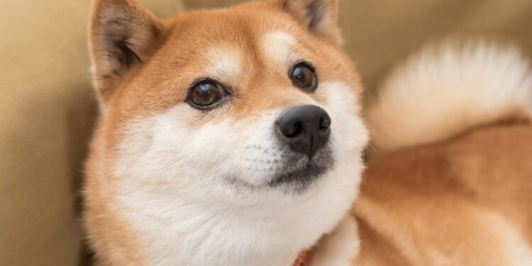 Why Is Dogecoin Down? | The Motley Fool