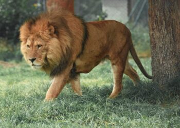 Lion Group shifts digital asset treasury towards HYPE